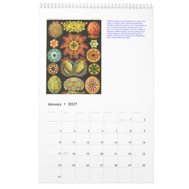 En kalender från Teckning i Ernst Haeckel. (Jan 2027)