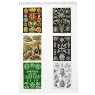 En kalender från Teckning i Ernst Haeckel.