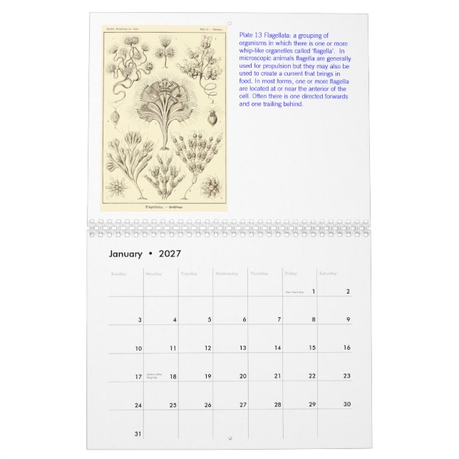 En kalender från teckningarna av Ernst Haeckel (Jan 2027)