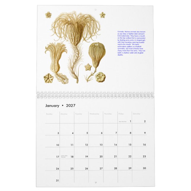 En kalender från teckningarna av Ernst Haeckel. (Jan 2027)