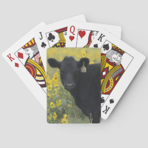 En kalv bland solrosorna i Nebraska Casinokort