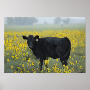 En kalv mitt i solblommorna i Nebraska Poster