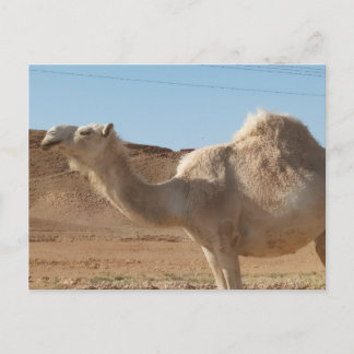 En kamel vykort