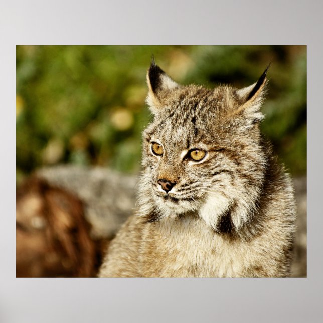 En kanadensisk Lynx-profil Poster (Framsidan)