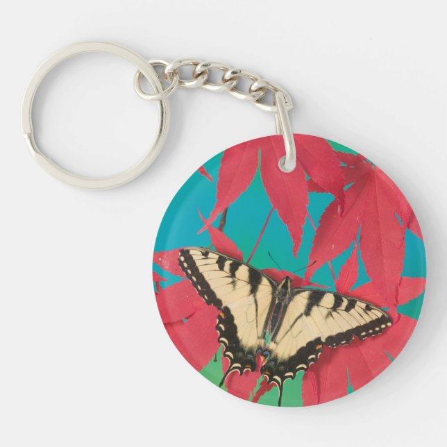 En kanadensisk tiger swallowtail-fjäril (Framsidan)