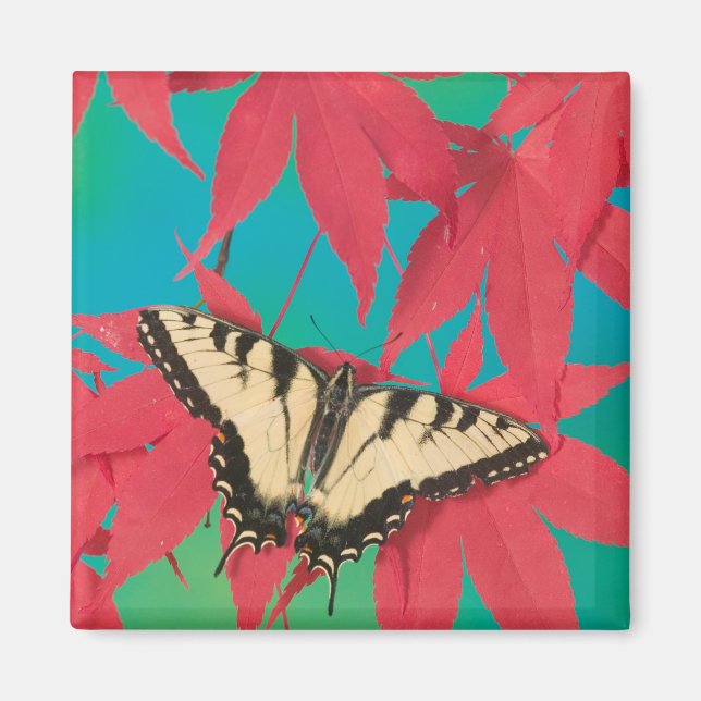 En kanadensisk tiger swallowtail fjäril magnet (Framsidan)