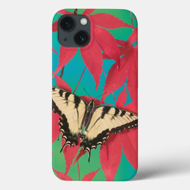 En kanadensisk tigerSwallowtail fjäril (Baksida)