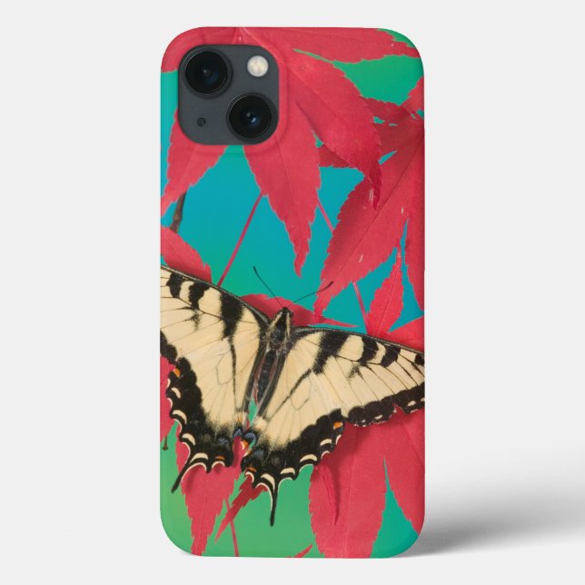 En kanadensisk tigerSwallowtail fjäril (Baksida)
