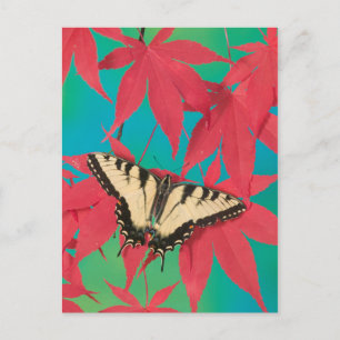En kanadensisk tigerSwallowtail fjäril Vykort