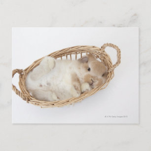 En kanin är i en basket.Holland Lop. Vykort