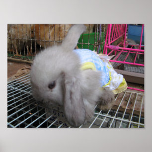 En kanin i en か わ 幸 い い せ poster