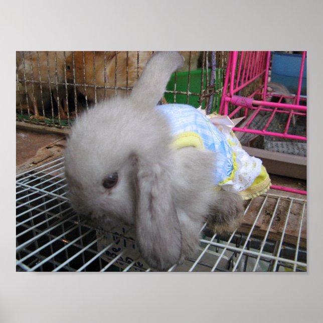 En kanin i en か わ 幸 い い せ poster (Framsidan)