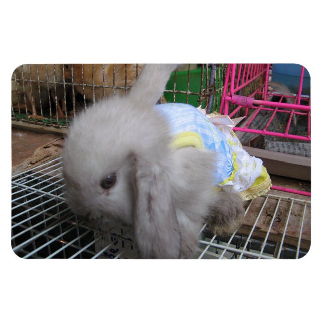 En kanin i en klänning magnet (Horisontell)