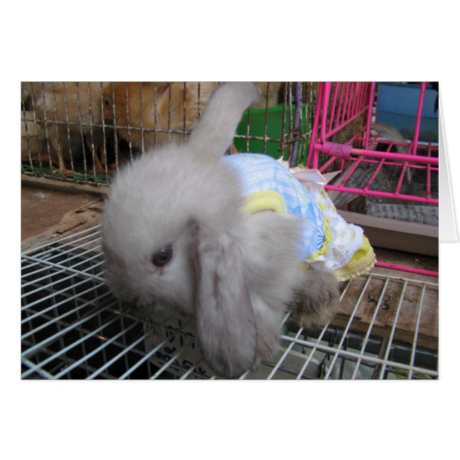 En kanin i ett styrkort hälsningskort (Framsidan Horizontal)