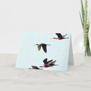 En kanten av Ibises under flygning Kort