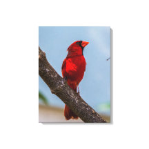 En kardinal 18 x 24 utsträckt canvastryck