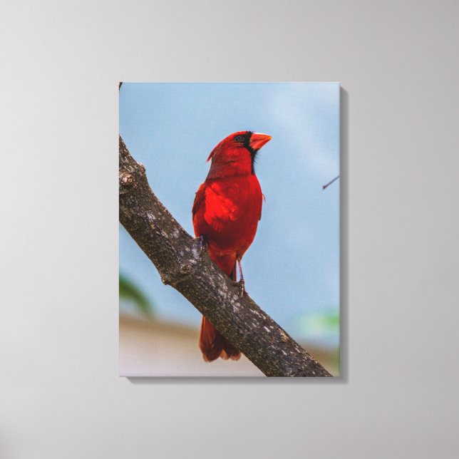 En kardinal 18 x 24 utsträckt canvastryck (Framsida)