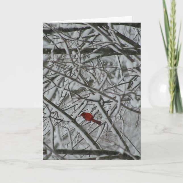 En kardinal i träd helgkort (Framsida)