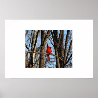 En kardinalPoster Poster