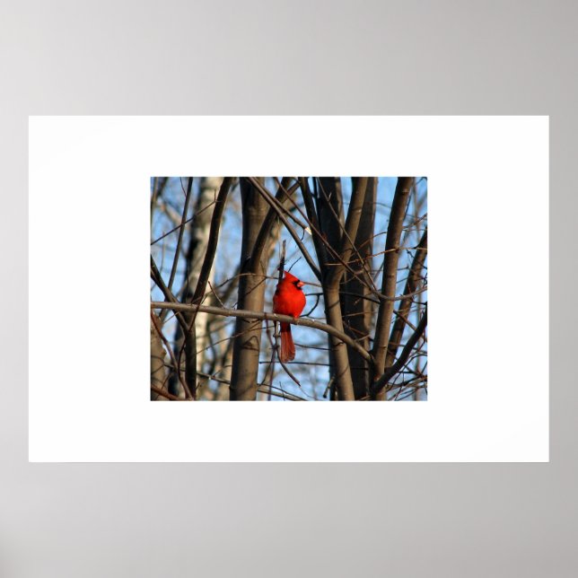 En kardinalPoster Poster (Framsidan)