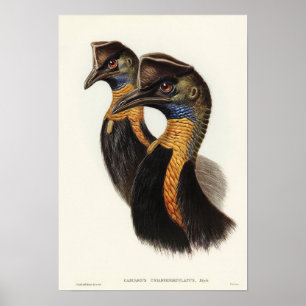 En karunkulerad Cassowary av Elizabeth Gould Poster