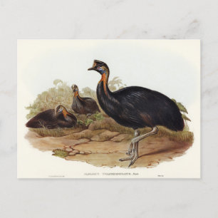 En karunkulerad Cassowary av Elizabeth Gould Vykort