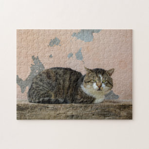 En katt framför gammal mur pussel