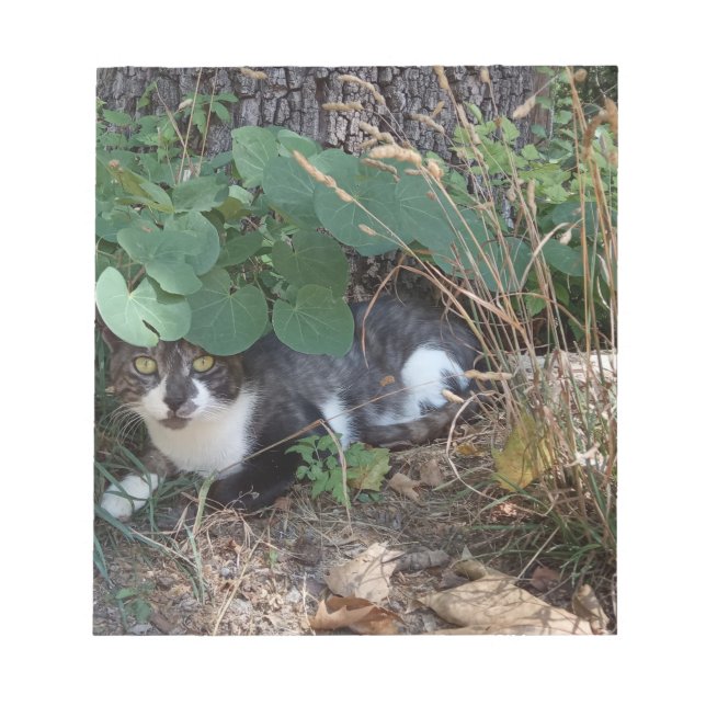 En katt gömmande anteckningsblock (Framsida)