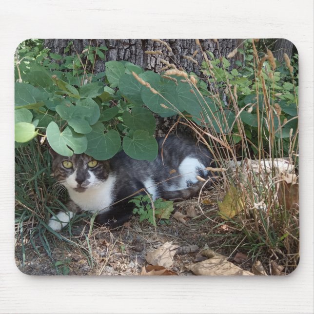 En katt gömmande musmatta (Framsidan)