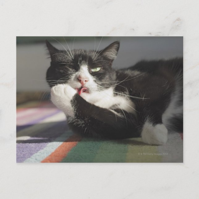 En katt Slickande det är Tass Vykort (Framsida)