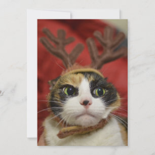 En katt som bär renar