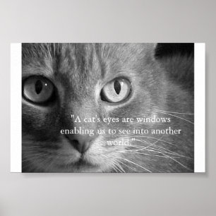 En kattens ögon.. poster