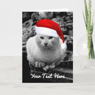 En kattsvart & vit med kort för Santa hatthälsning