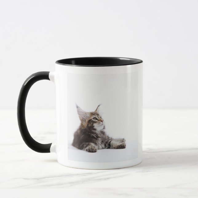 En kattunge av den Maine Coonkatten Mugg (Vänster)