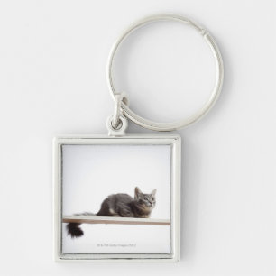 En kattunge av den Saiberian katten på stiga Fyrkantig Silverfärgad Nyckelring