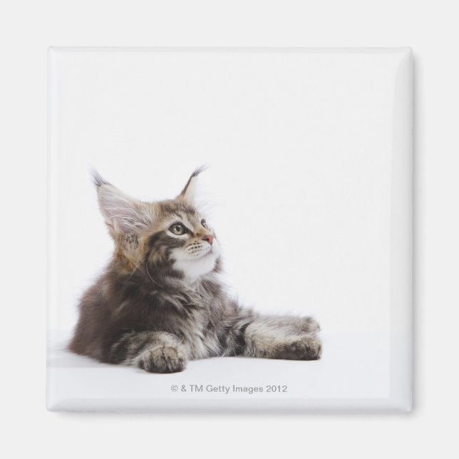 En kattunge från Maine Coon cat Magnet (Framsidan)