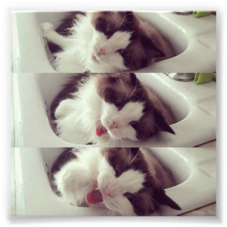 En kattyawn fototryck