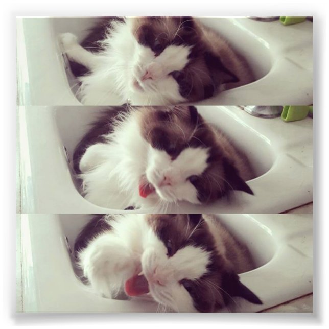 En kattyawn fototryck (Framsidan)