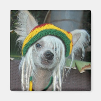 En kinesisk Hund Magnet i Crestes Rasta Crestes