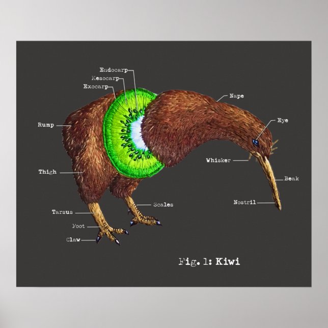 En kiwis anatomi poster (Framsidan)