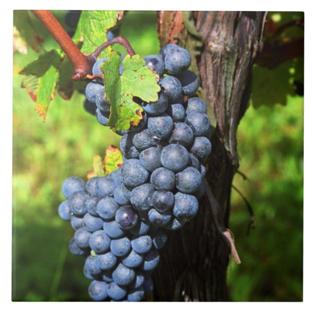 En klase mogna merlot-druvor på en vinranka med kakelplatta (Framsidan)
