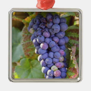 En klase Pinot Noir-druvor i en Chambertin Julgransprydnad Metall