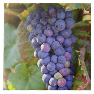 En klase Pinot Noir-druvor i en Chambertin Kakelplatta