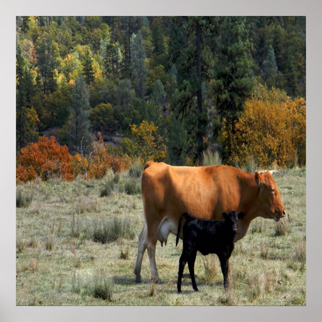 En ko och hennes kalv.... poster (Framsidan)