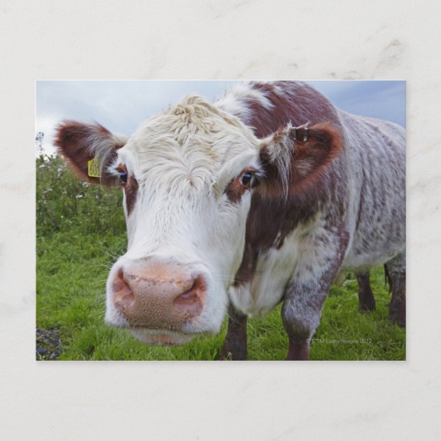 En ko som går in i kameran vykort (Framsida)