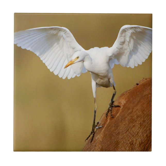En kohäger (Bubulcus Ibis) landar Kakelplatta (Framsidan)