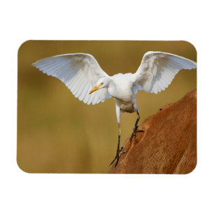 En kohäger (Bubulcus Ibis) landar Magnet