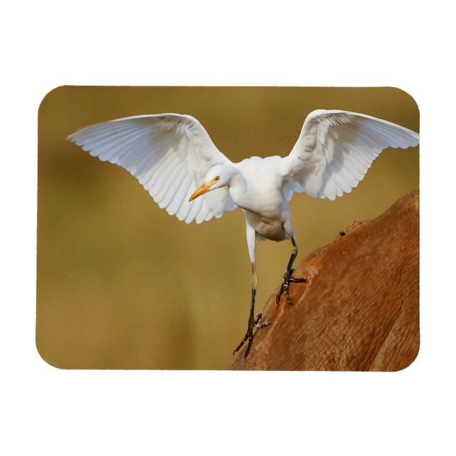 En kohäger (Bubulcus Ibis) landar Magnet (Horisontell)
