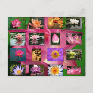 En kollage av vackra Vatten Lily och Lotus Bilder Vykort