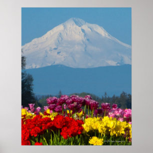 en komprimerad vy av Mt-Huva, Oregon och tulpaner Poster